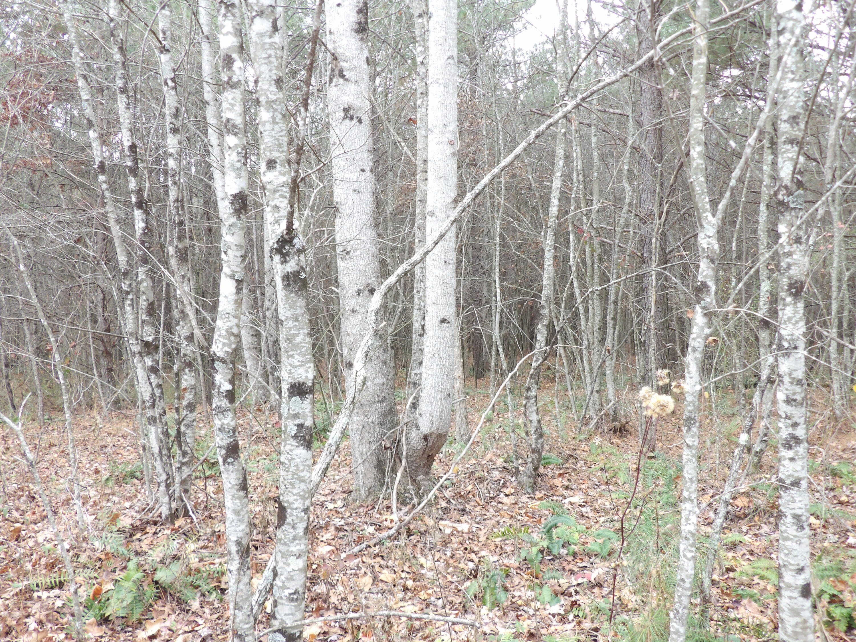 Lot 21 Summercity Road Evensville, TN 37332 - Photo 4 of 19 100_2082