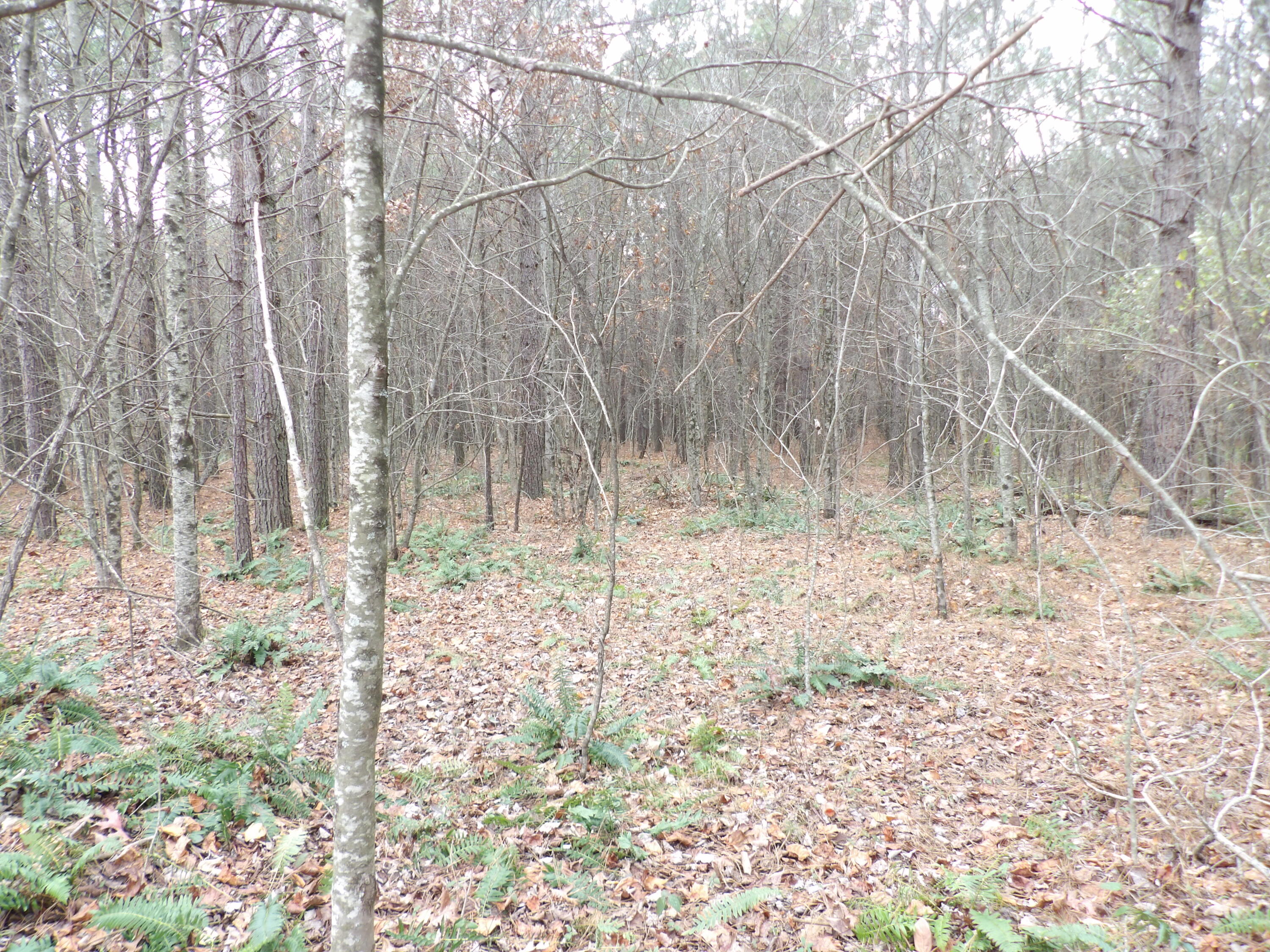 Lot 21 Summercity Road Evensville, TN 37332 - Photo 6 of 19 100_2084