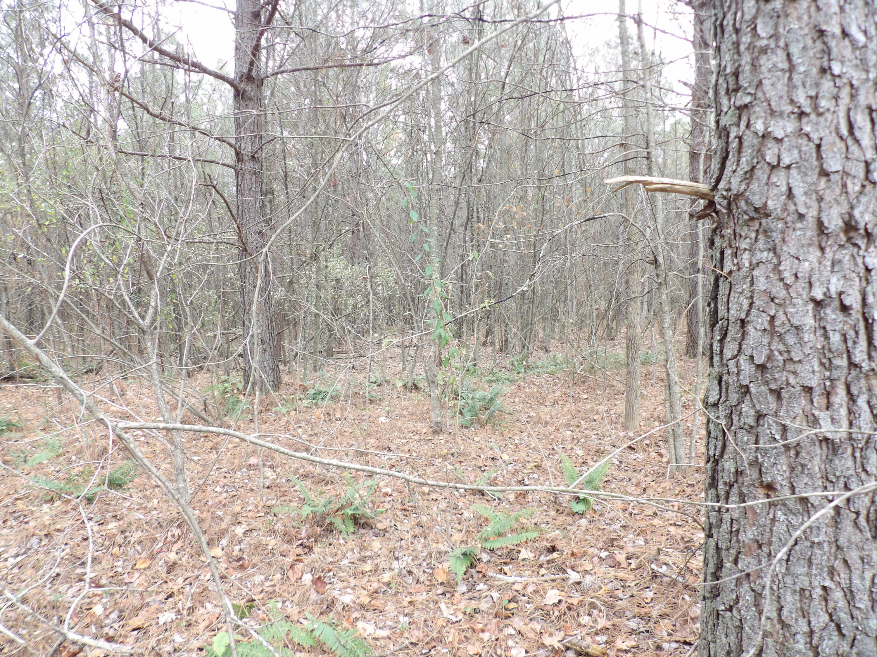 Lot 21 Summercity Road Evensville, TN 37332 - Photo 7 of 19 100_2085