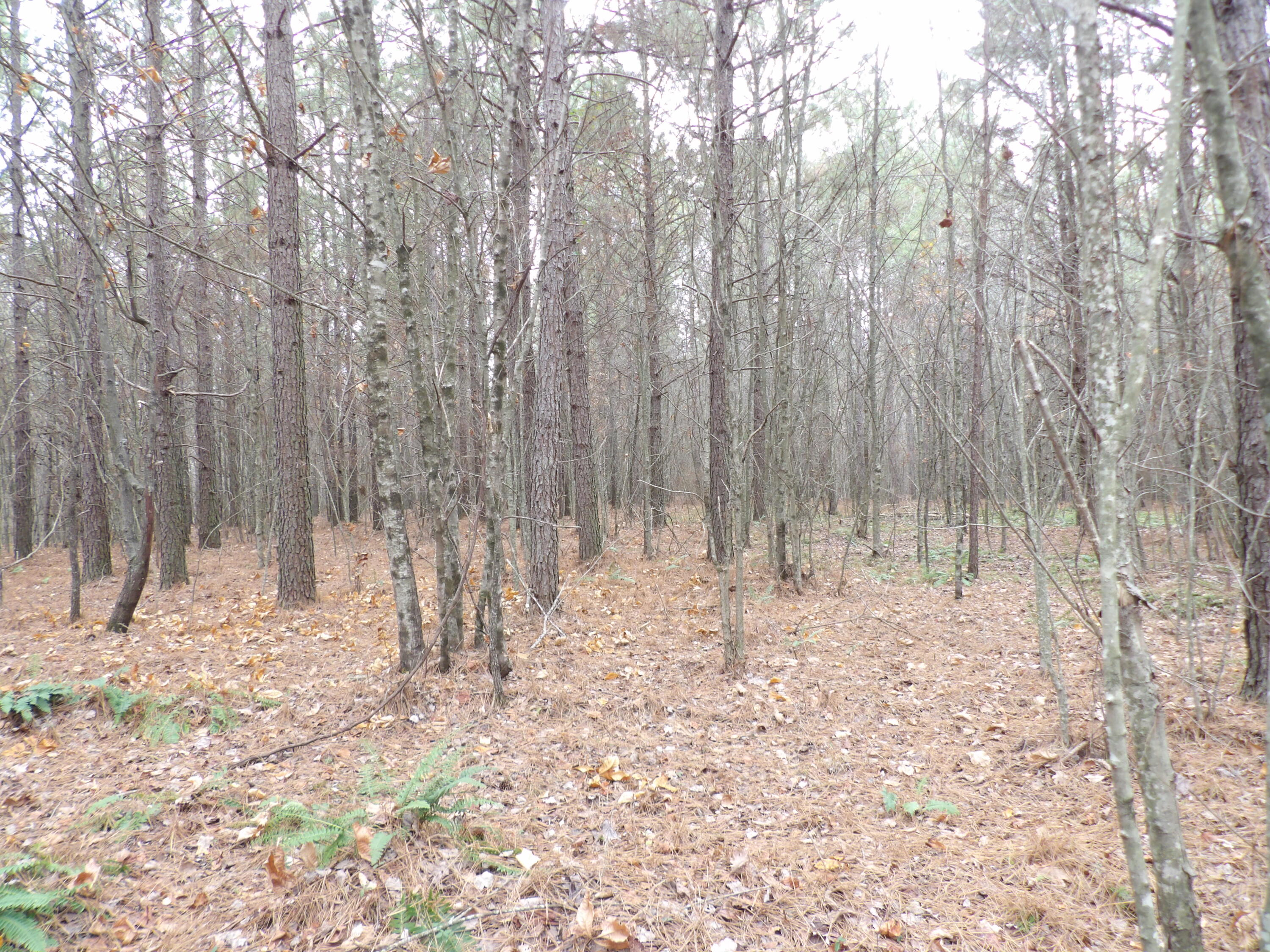 Lot 21 Summercity Road Evensville, TN 37332 - Photo 9 of 19 100_2087