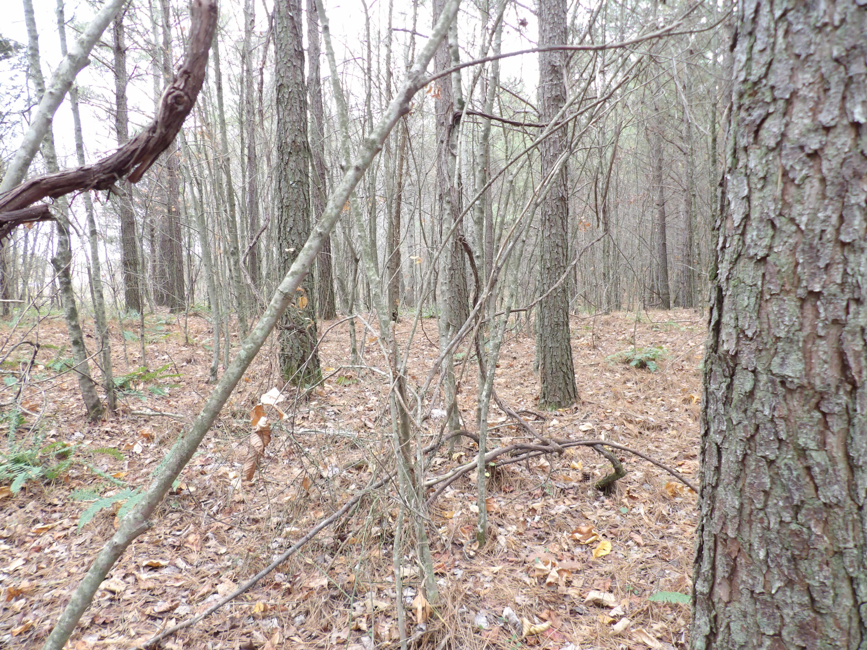 Lot 21 Summercity Road Evensville, TN 37332 - Photo 10 of 19 100_2089