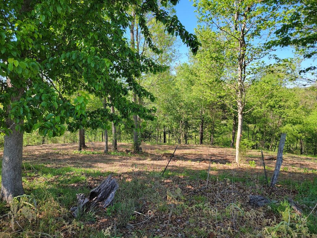 Lot 3 Fairview Church Road Riner, VA 24149 - Photo 5 of 16 a view of road with trees