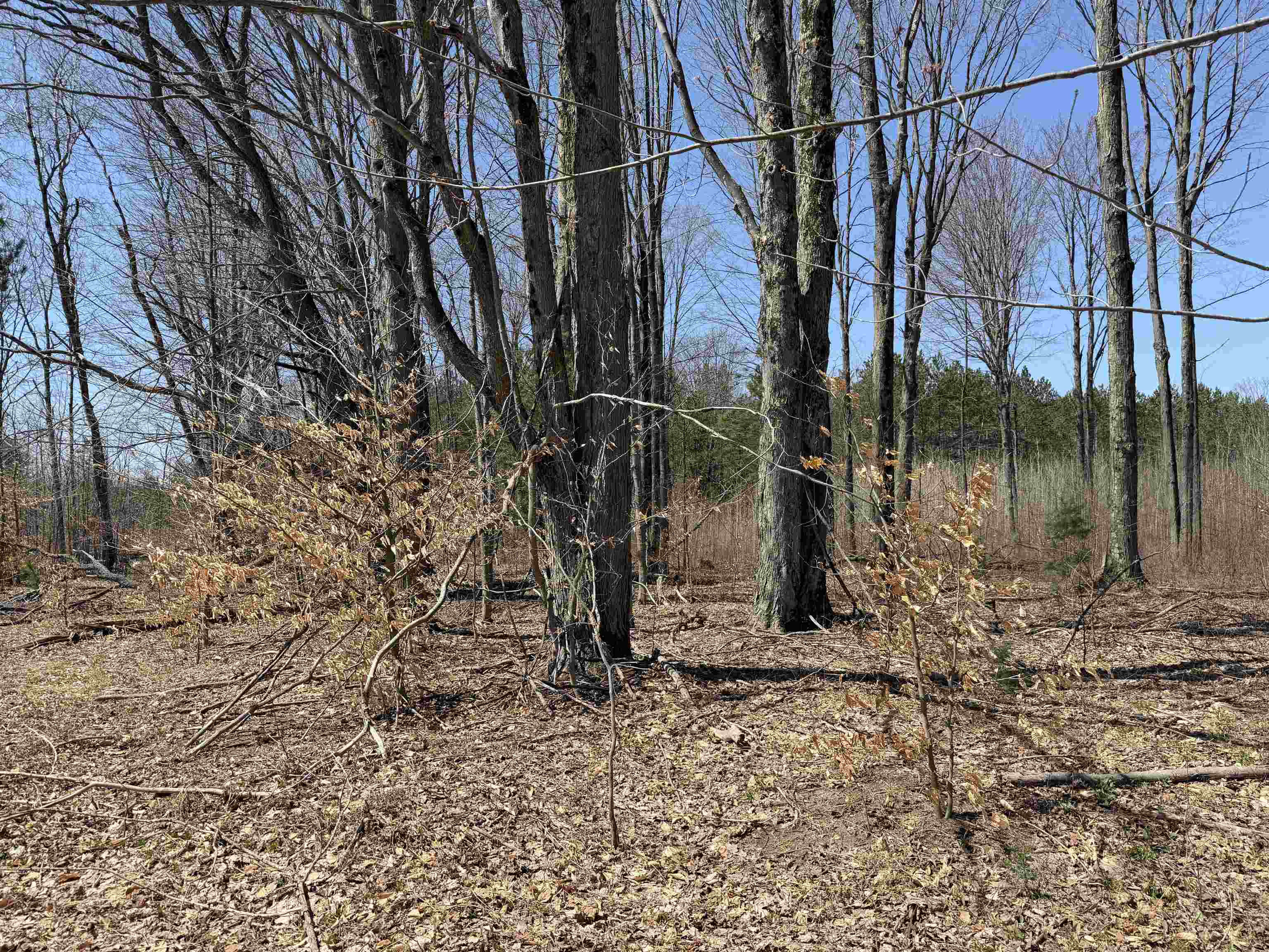 0 Landis Road Thompsonville, MI 49683 - Photo 13 of 26