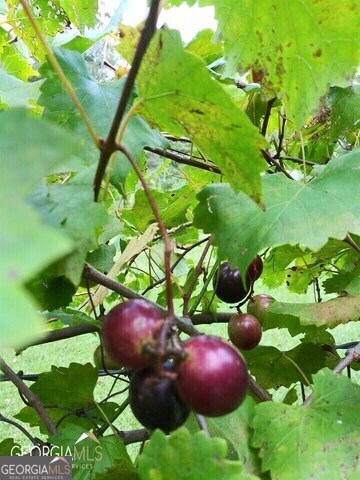 531 Grant Road Brooks, GA 30205 - Photo 86 of 98