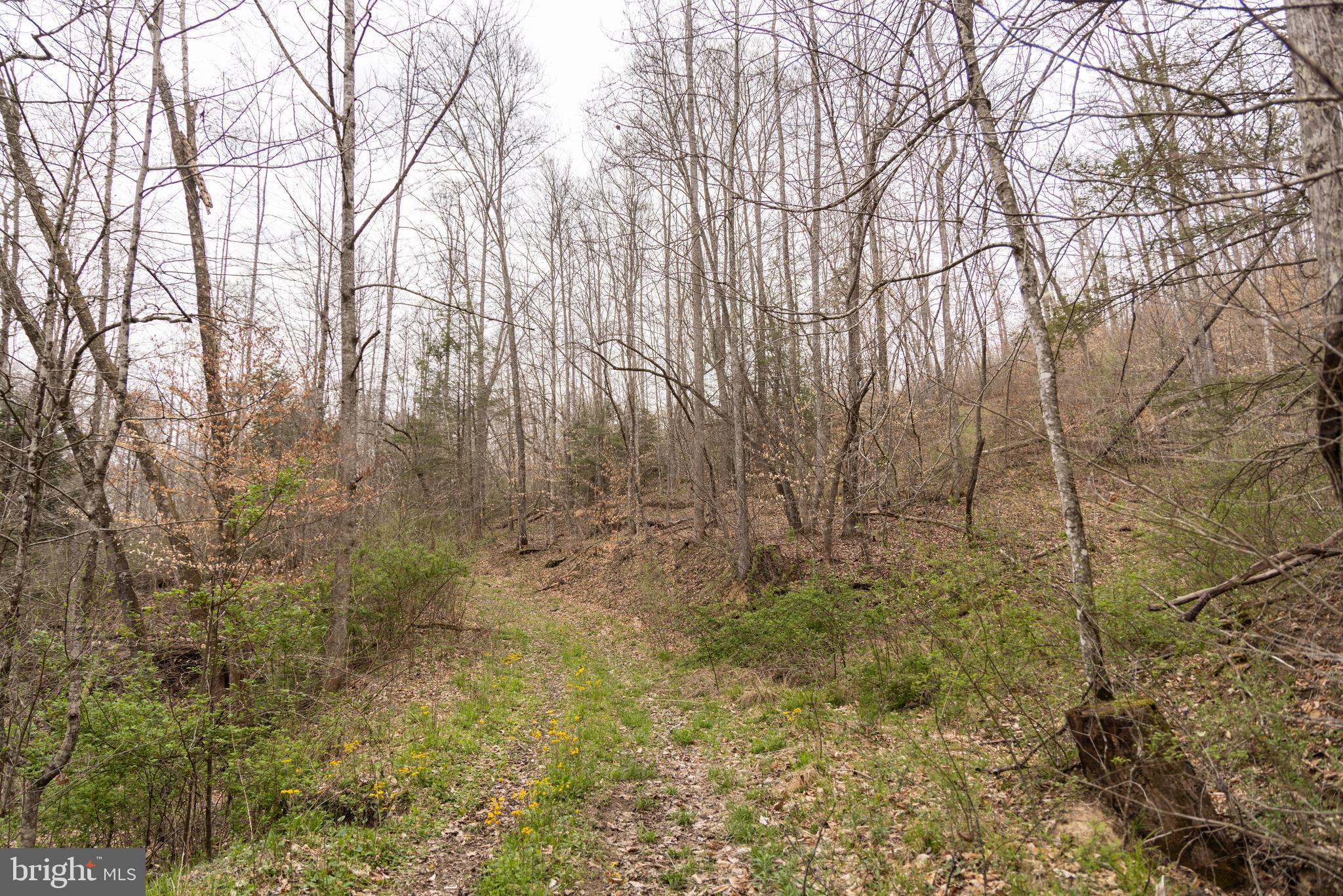 0 Pine Branch Road Glen Daniel, WV 25844 - Photo 14 of 26 a view of a yard with large trees