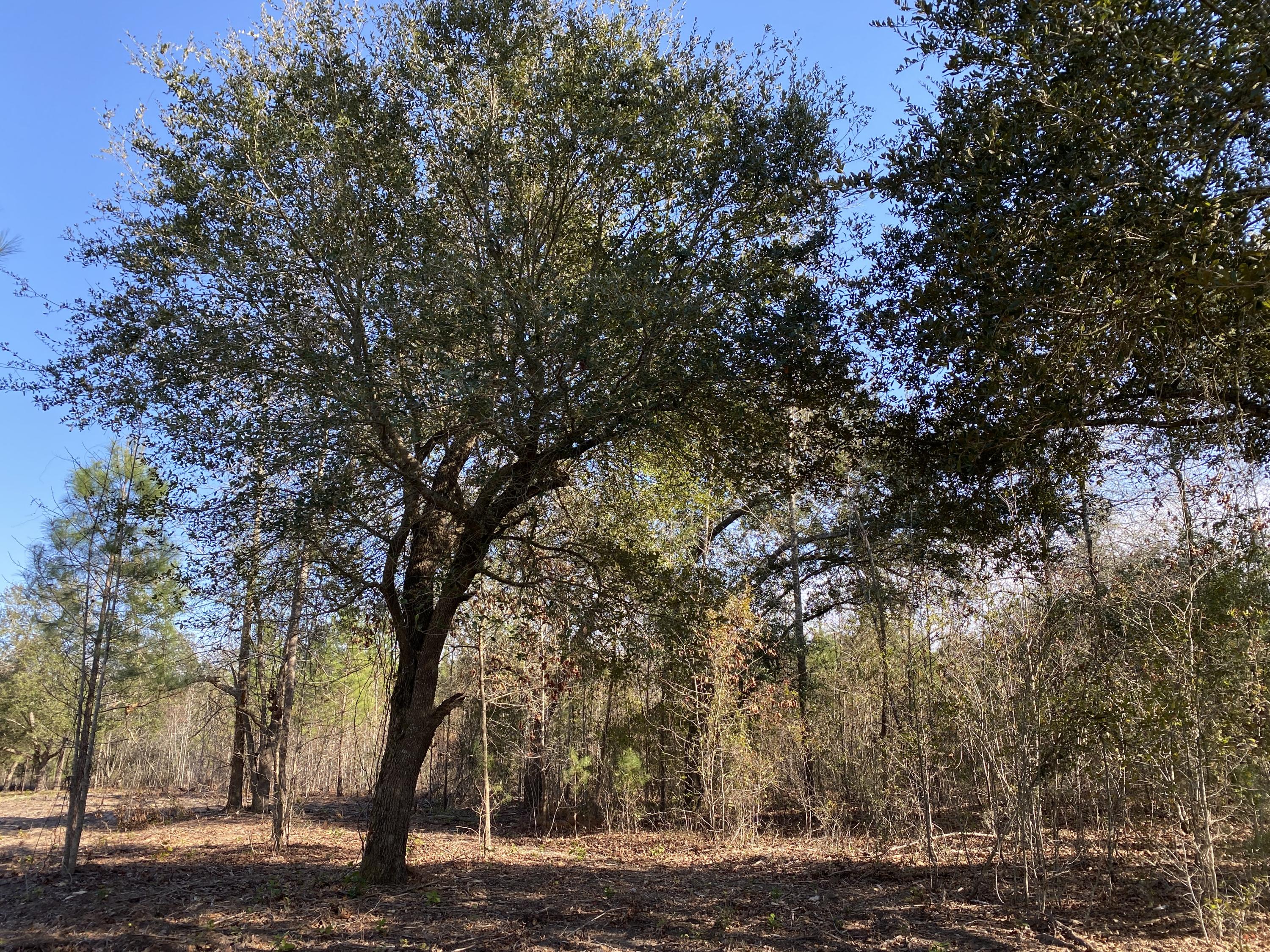 0 Power House Road, Unit LOT 5 Moncks Corner, SC 29461 - Photo 1 of 16 Photo - 13