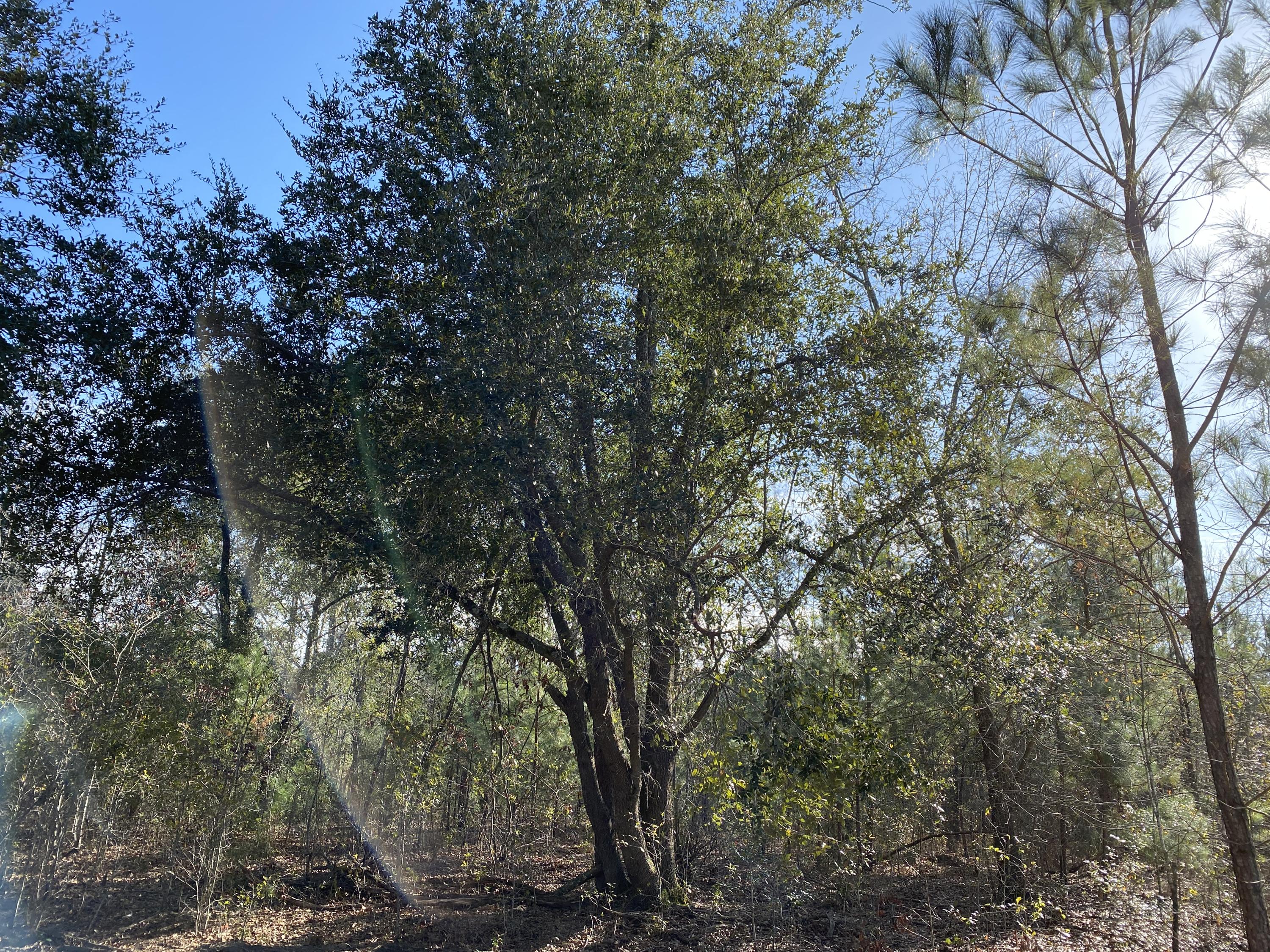 0 Power House Road, Unit LOT 5 Moncks Corner, SC 29461 - Photo 15 of 16 Photo - 12