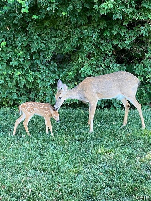 307 Monticello Place Edwardsville, IL 62025 - Photo 12 of 35