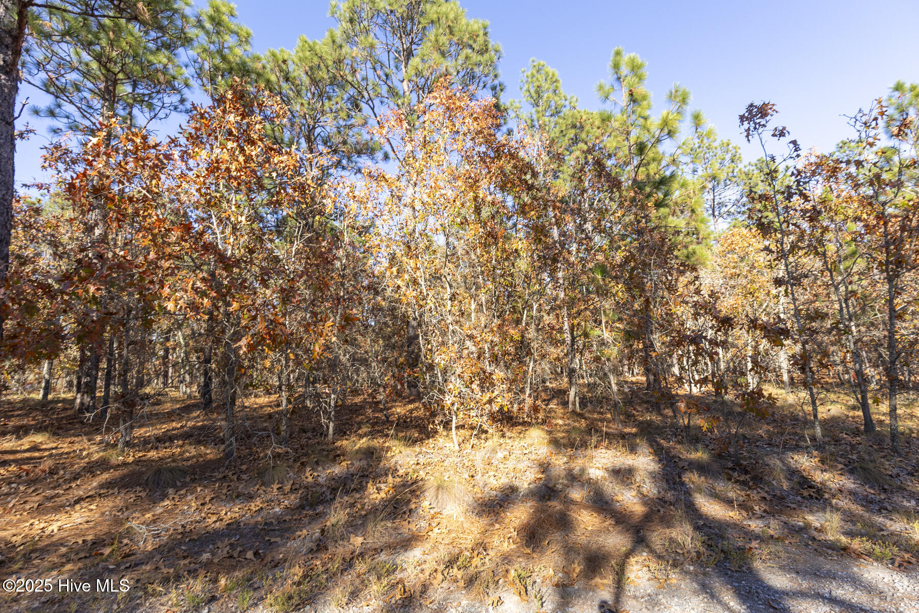 465 Roundabout Road Carthage, NC 28327 - Photo 6 of 10 465 Roundabout Rd_5