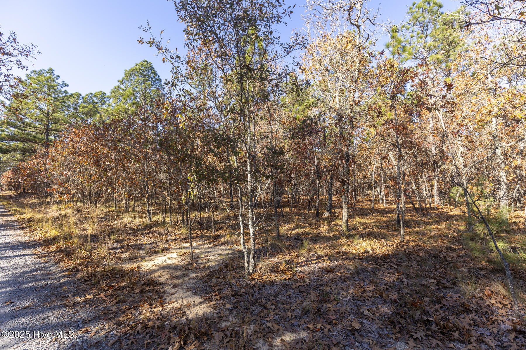 465 Roundabout Road Carthage, NC 28327 - Photo 8 of 10 465 Roundabout Rd_7