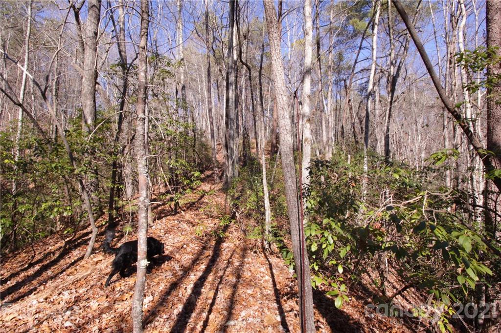 79 Round Mountain Road, Unit 79 Brevard, NC 28712 - Photo 9 of 17 Gallery Image 9
