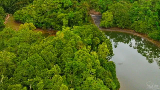 an aerial view of a house with a yard and large trees all around