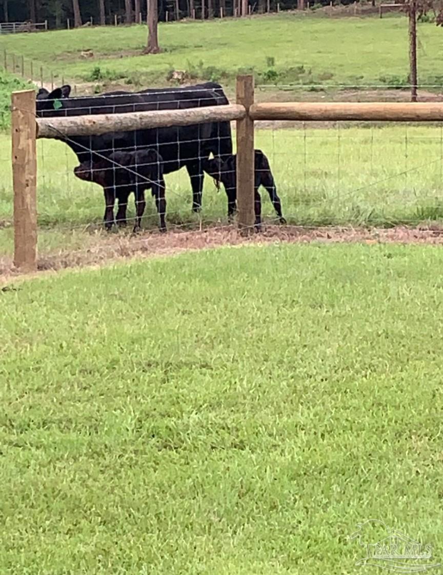 9023 County Road Millry, AL 36558 - Photo 62 of 69