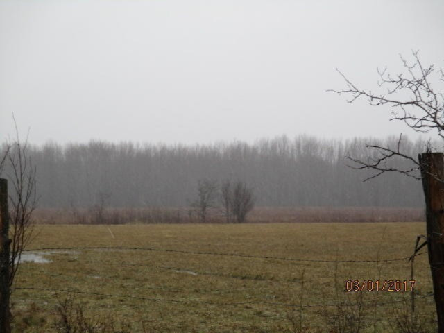 8200 East Erdman Road Merritt, MI 49667 - Photo 4 of 21 2017-03-01 00.31.30