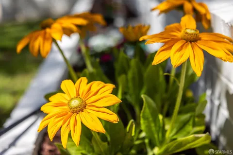 a blue yellow plant in a garden