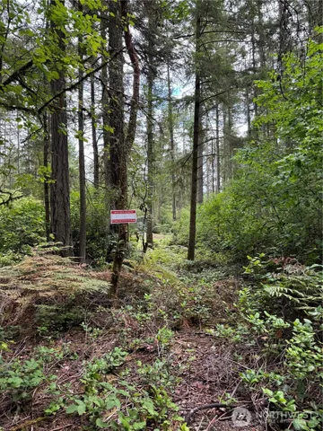 a view of a garden with large trees