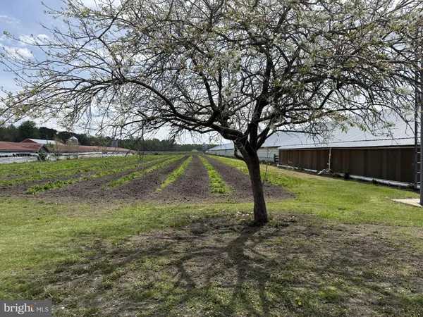 a view of a yard with a large tree