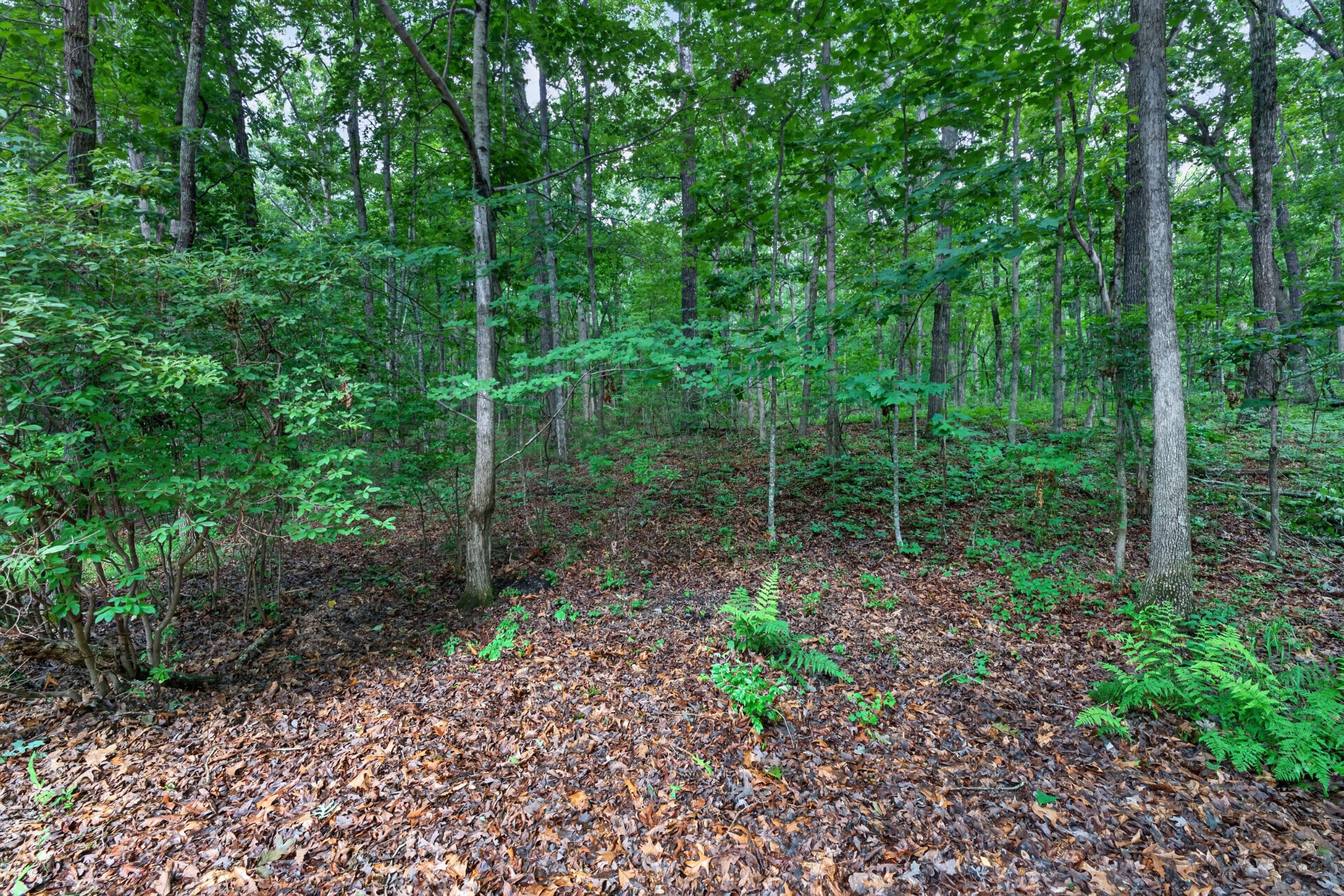 1835 Ridge Cliff Drive Monteagle, TN 37356 - Photo 42 of 49