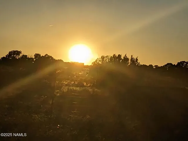 a picture of a tree with a plant