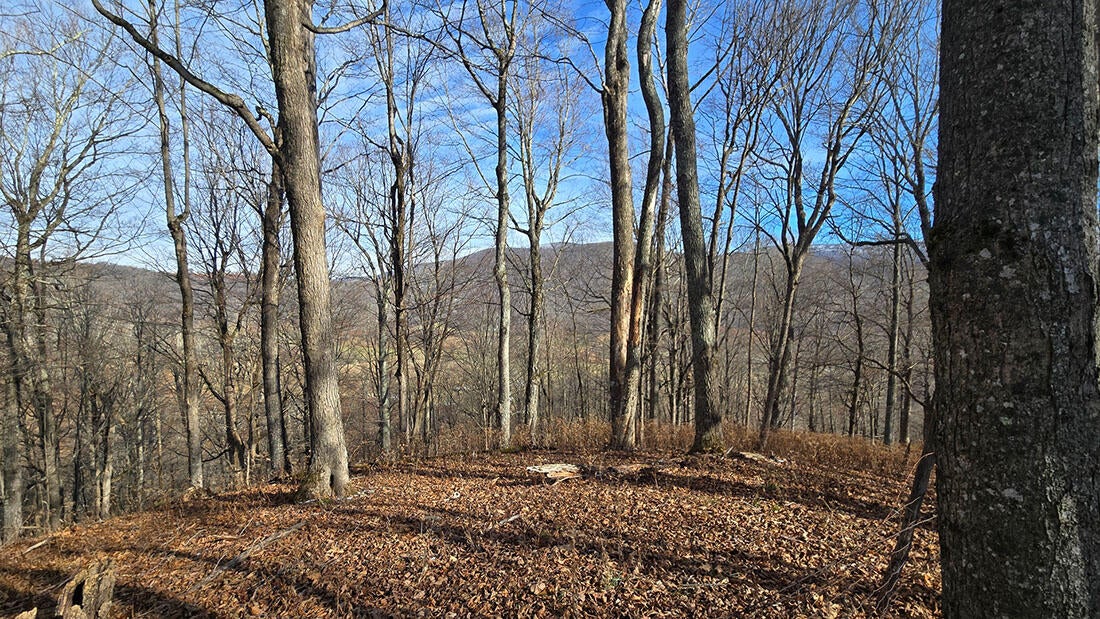 27 Acres Big Spring Slatyfork, WV 26291 - Photo 19 of 22 Adjacent farmland from the knob