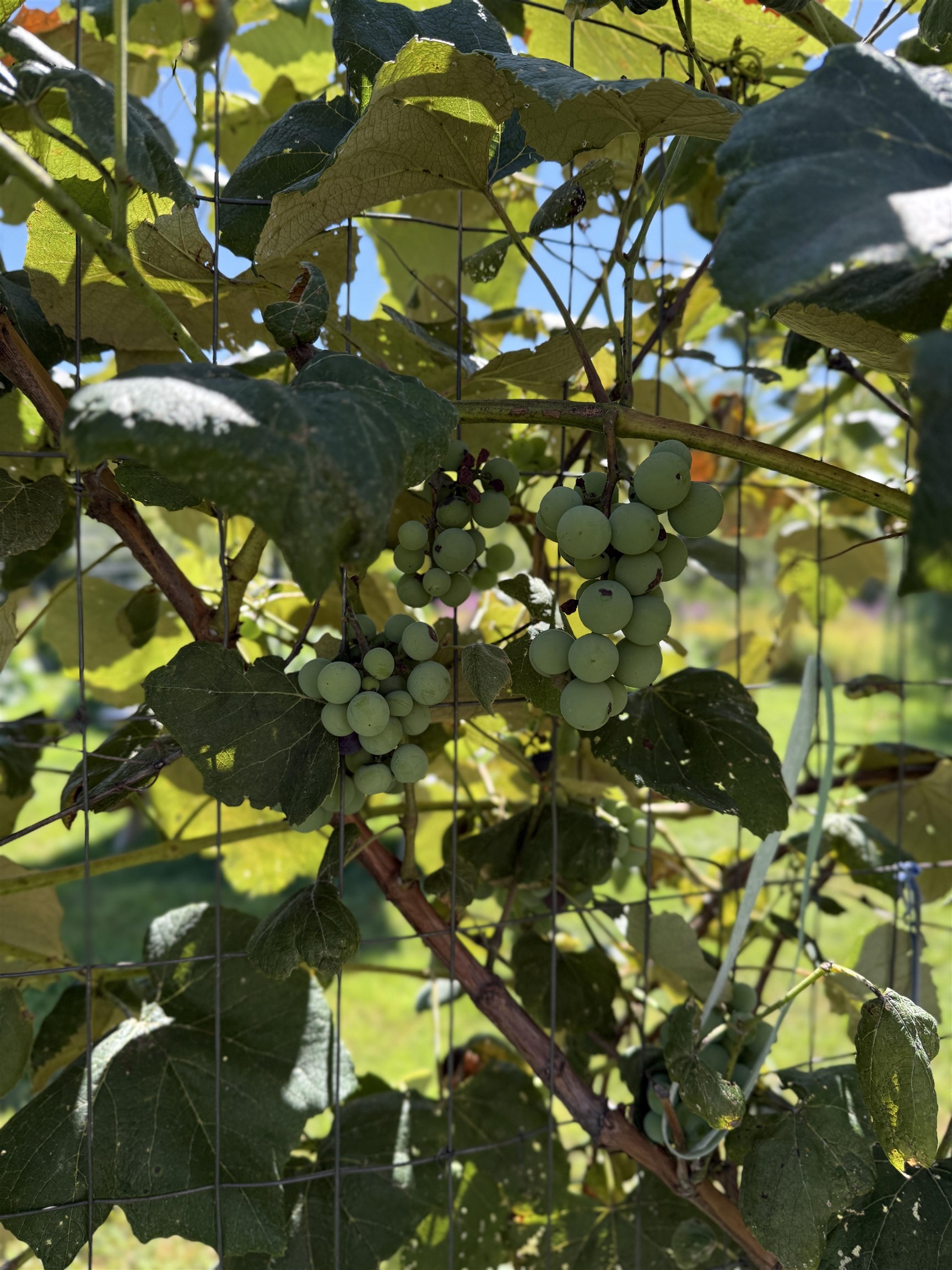 109 Old Center Road Deerfield, NH 03037 - Photo 50 of 60