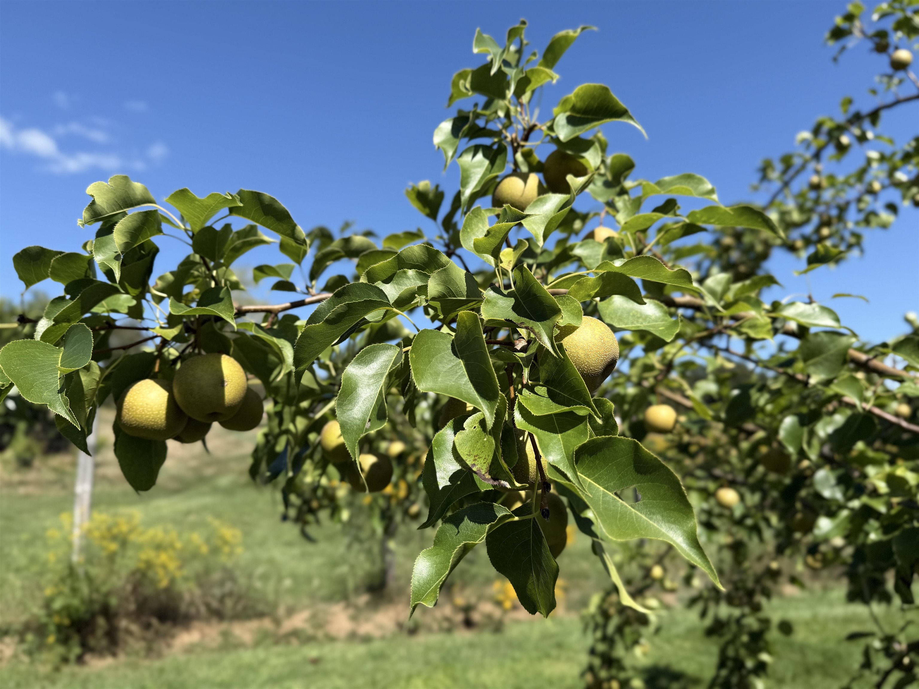 109 Old Center Road Deerfield, NH 03037 - Photo 51 of 60