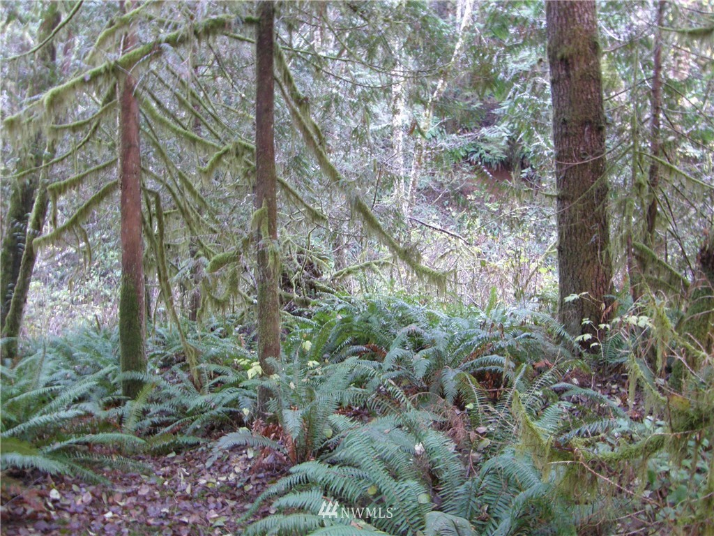 15 X Ocean Beach Road Hoquiam, WA 98550 - Photo 2 of 8 Gallery Image 2