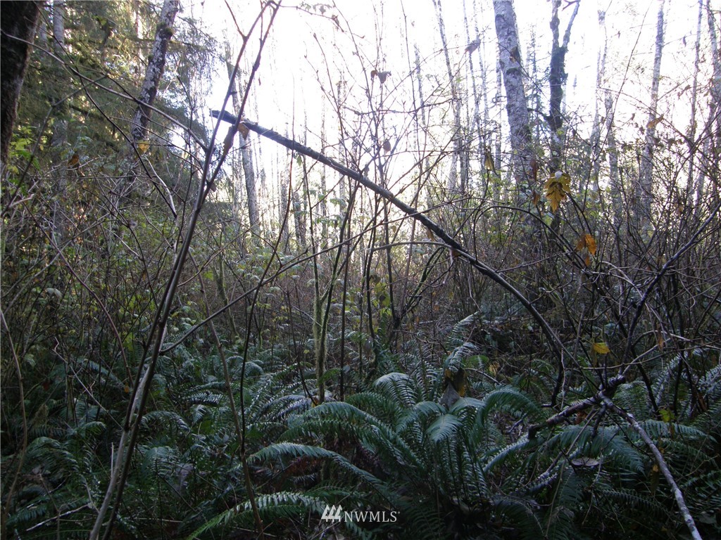 15 X Ocean Beach Road Hoquiam, WA 98550 - Photo 3 of 8 Gallery Image 3
