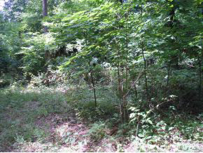 N/a Neill Road Bloomfield, IN 47424 - Photo 13 of 23