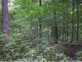 N/a Neill Road Bloomfield, IN 47424 - Photo 14 of 23