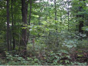 N/a Neill Road Bloomfield, IN 47424 - Photo 15 of 23