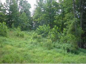 N/a Neill Road Bloomfield, IN 47424 - Photo 4 of 23
