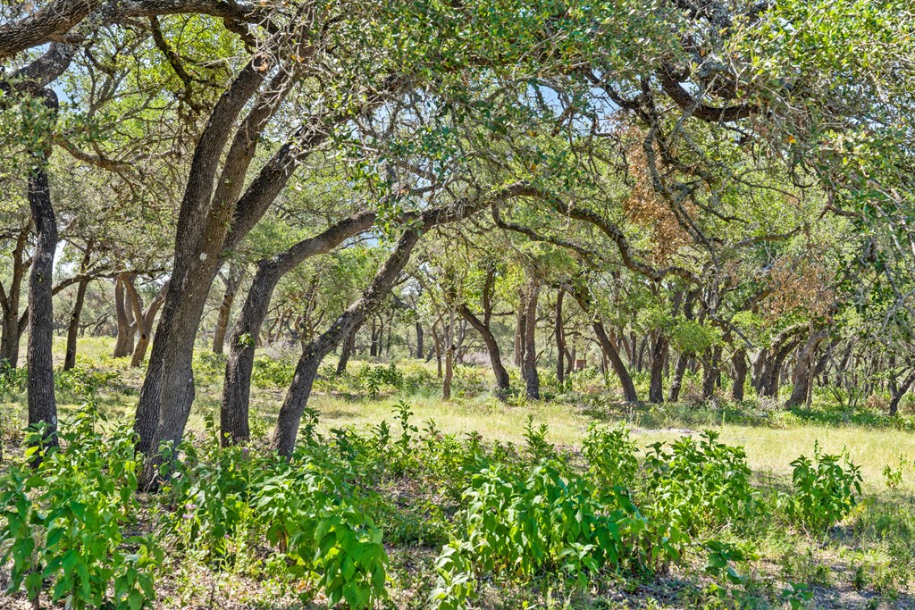 12 Ranch Road, Unit 12 Blanco, TX 78606 - Photo 2 of 14