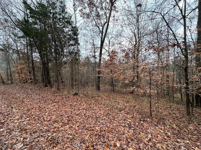 0 Sawyers Mill Road Bruceton, TN 38317 - Photo 33 of 40 a view of a forest filled with trees