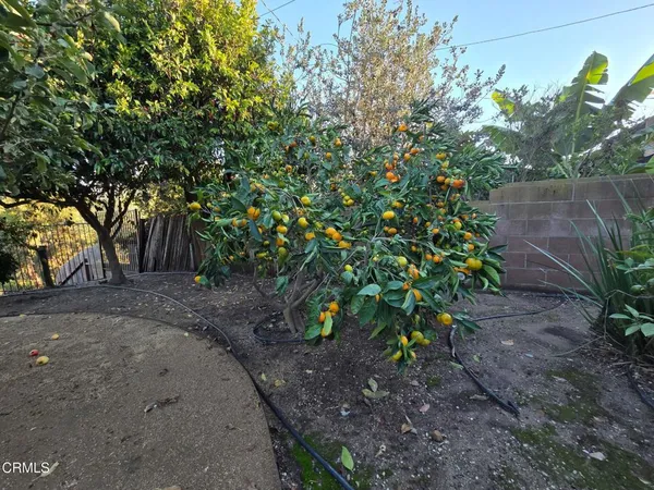 a view of a yard with plants and a tree
