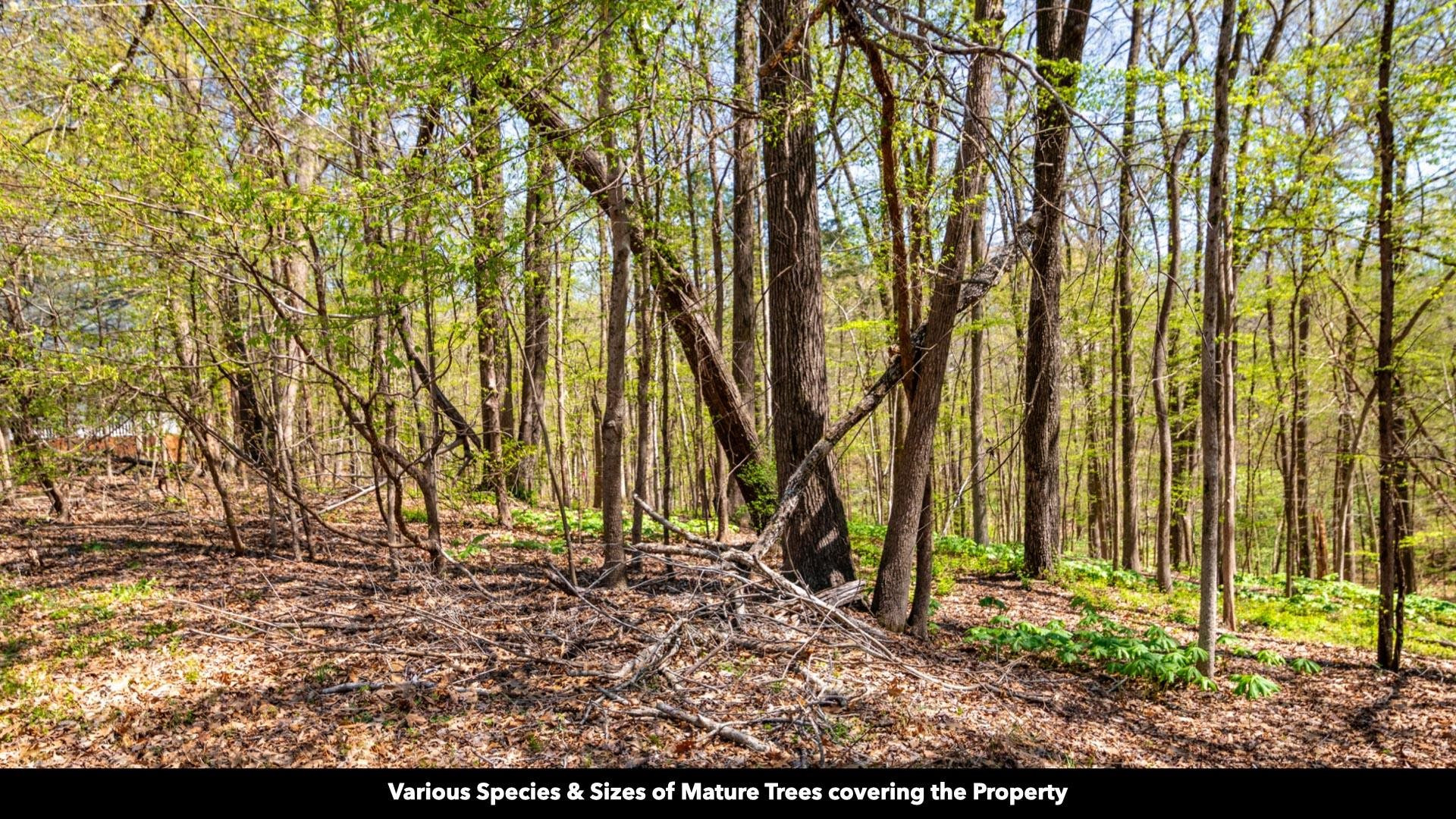 -lot 20 Lake Hayes Estate Road Trenton, TN 38382 - Photo 9 of 34 a view of outdoor space with garden