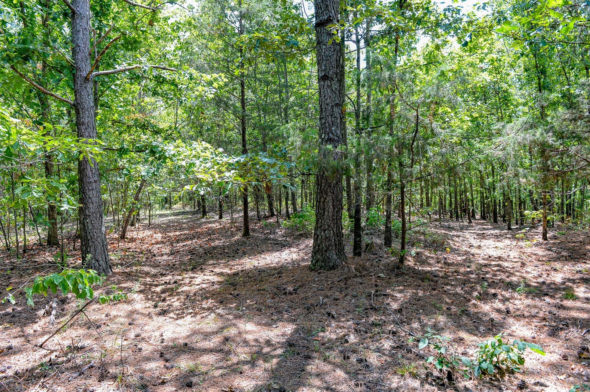 0 Brush Creek Road Linden, TN 37096 - Photo 11 of 22 a view of a forest with trees in the background
