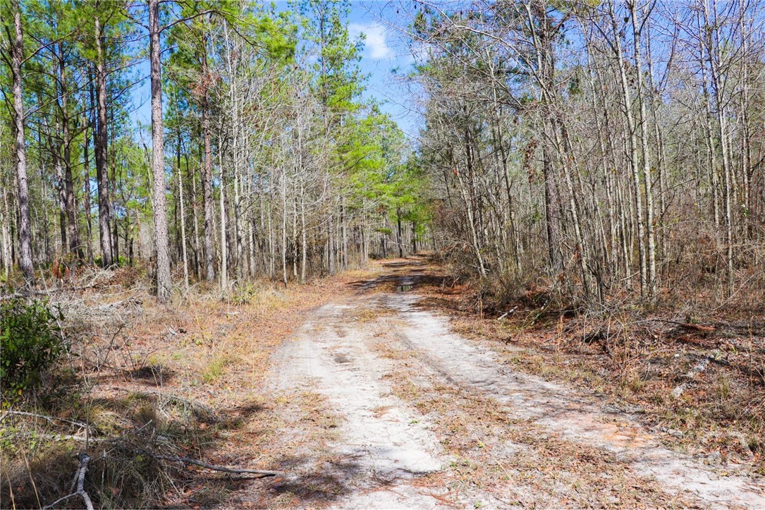 0 Tillman Eason Road Claxton, GA 30417 - Photo 7 of 28