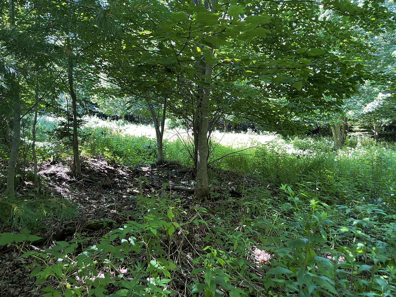 Lot 2 Waldoboro Road Bremen, ME 04551 - Photo 5 of 5 IMG-0561-55-MOD