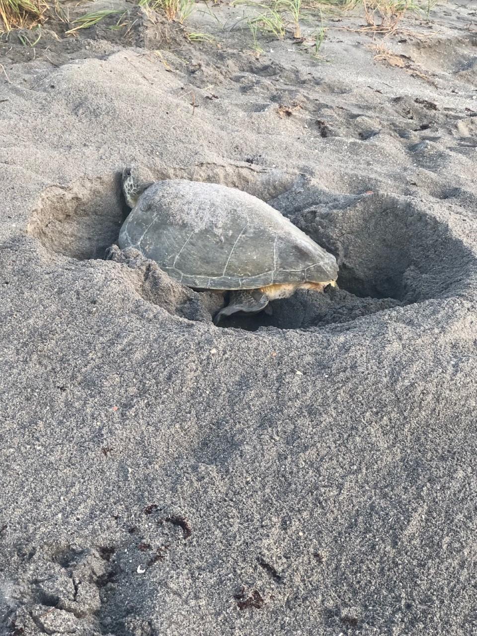 100 South Beach Road, Unit 903 Jupiter, FL 33469 - Photo 23 of 56 Sea Turtle Nesting