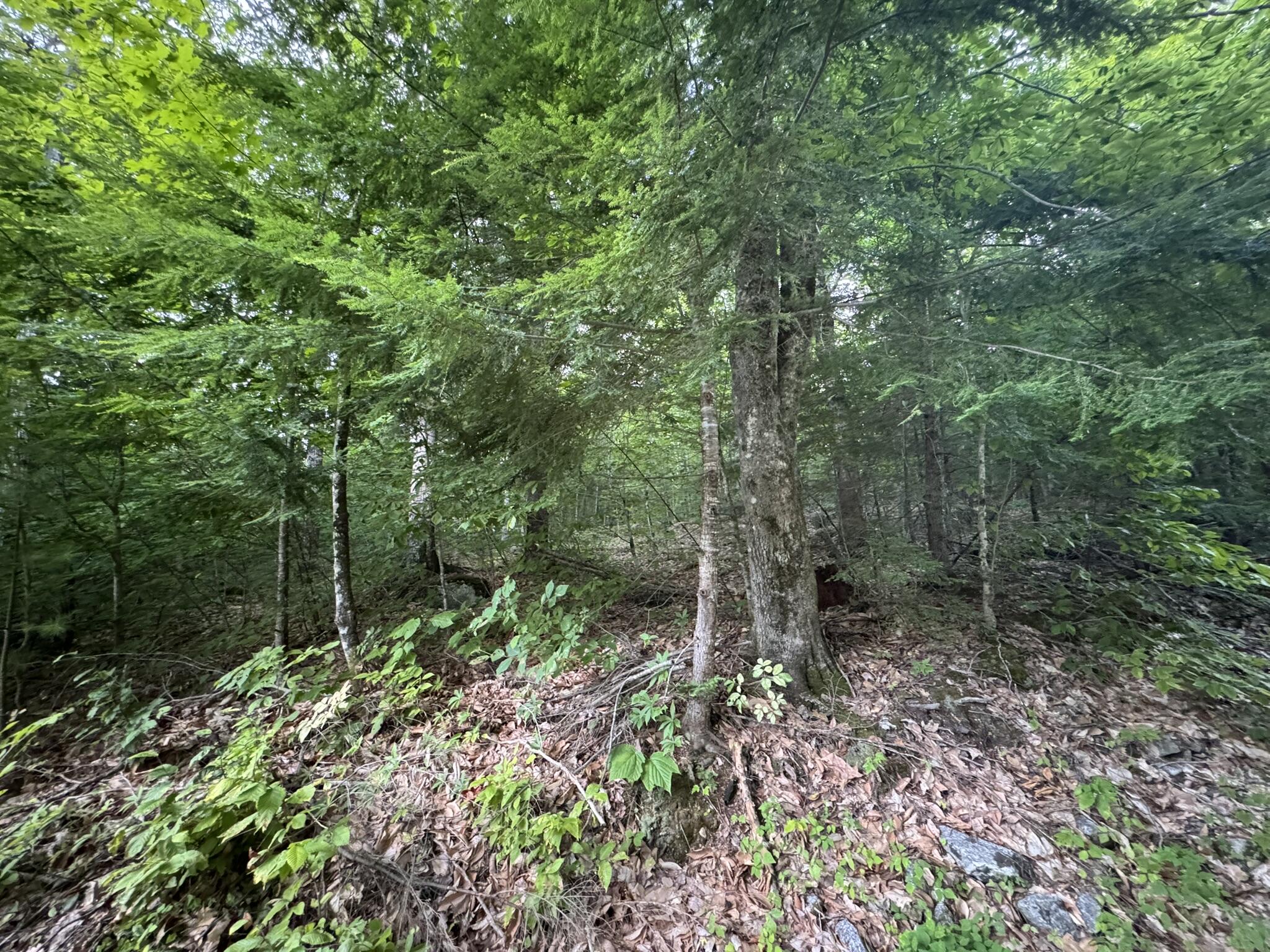 Lot 54-2 Jack Rabbit Run Fryeburg, ME 04037 - Photo 16 of 31 IMG_8757