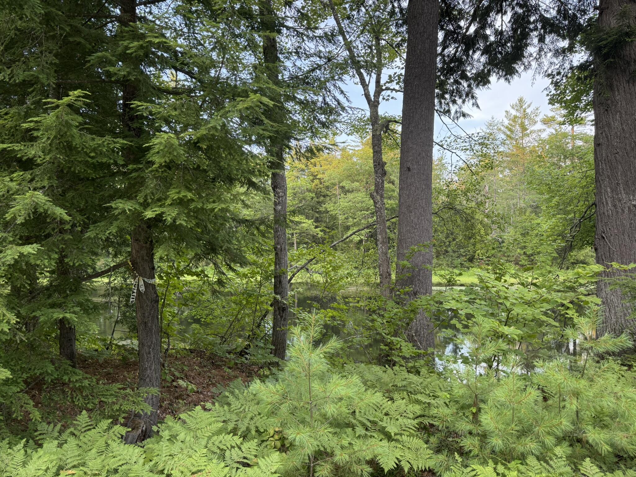 Lot 54-2 Jack Rabbit Run Fryeburg, ME 04037 - Photo 7 of 31 IMG_8742