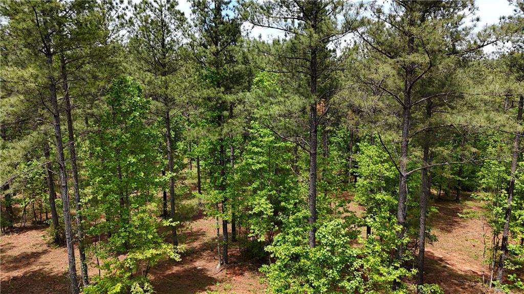 1 Wilson Road Temple, GA 30179 - Photo 61 of 88 a view of a forest with a tree