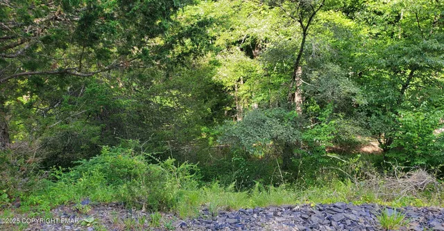 a view of a lush green forest