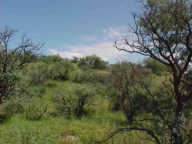 948 Calle Carmona Rio Rico, AZ 85648 - Photo 1 of 3