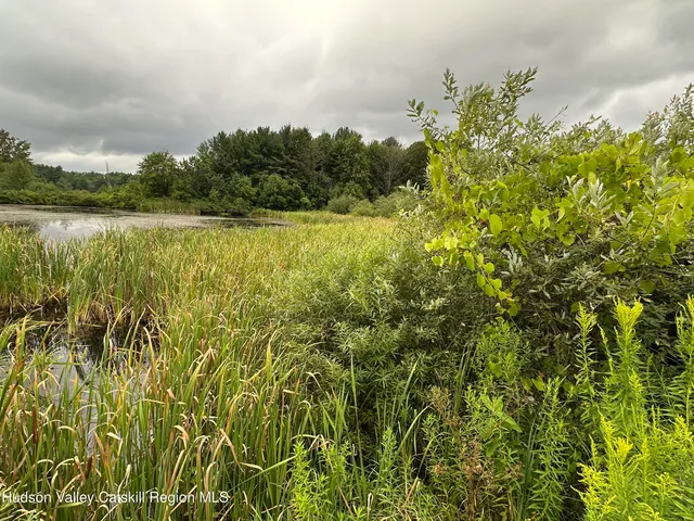 a view of a lake with plants and large trees