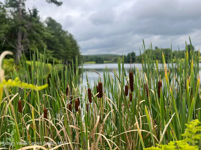 a close up of a plant in a garden