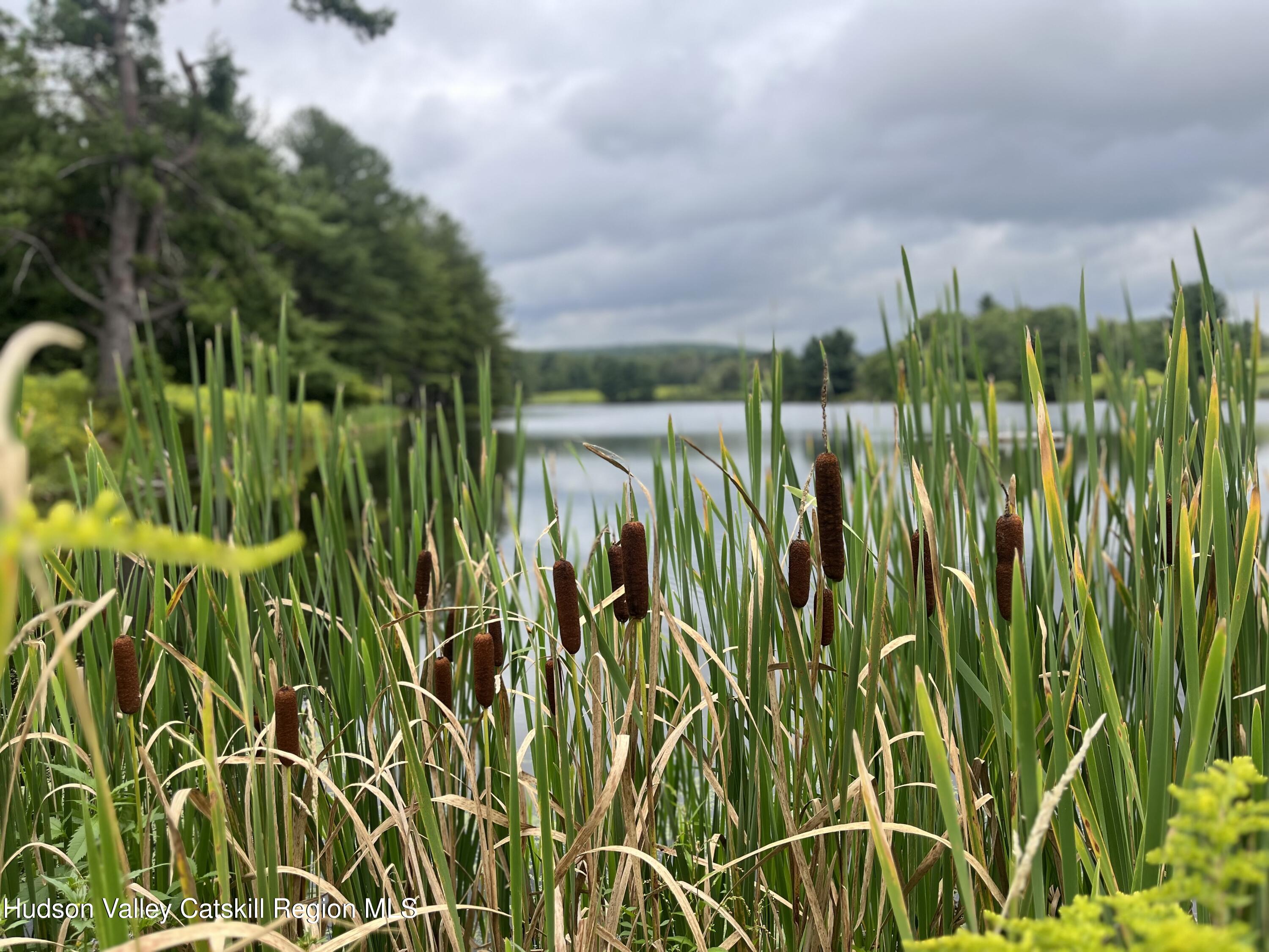 Tbd Todd Road Stamford, NY 12167 - Photo 20 of 23 a close up of a plant in a garden