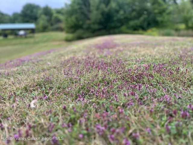 a view of a yard with plants and tree