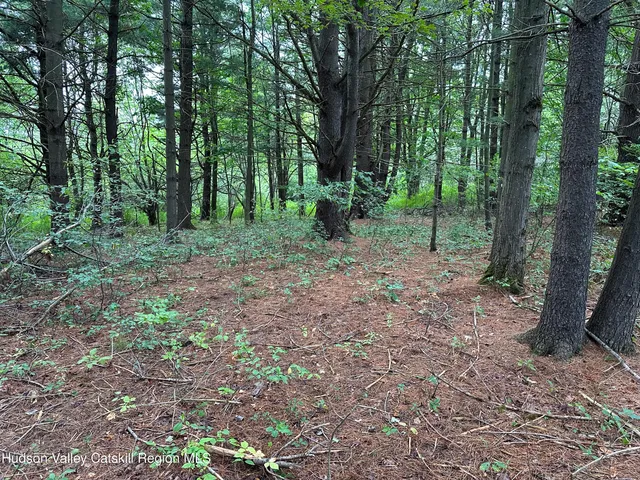 a view of a forest that has large trees